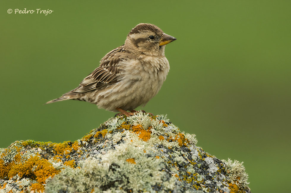 Gorrion chillon (Petronia petronia)